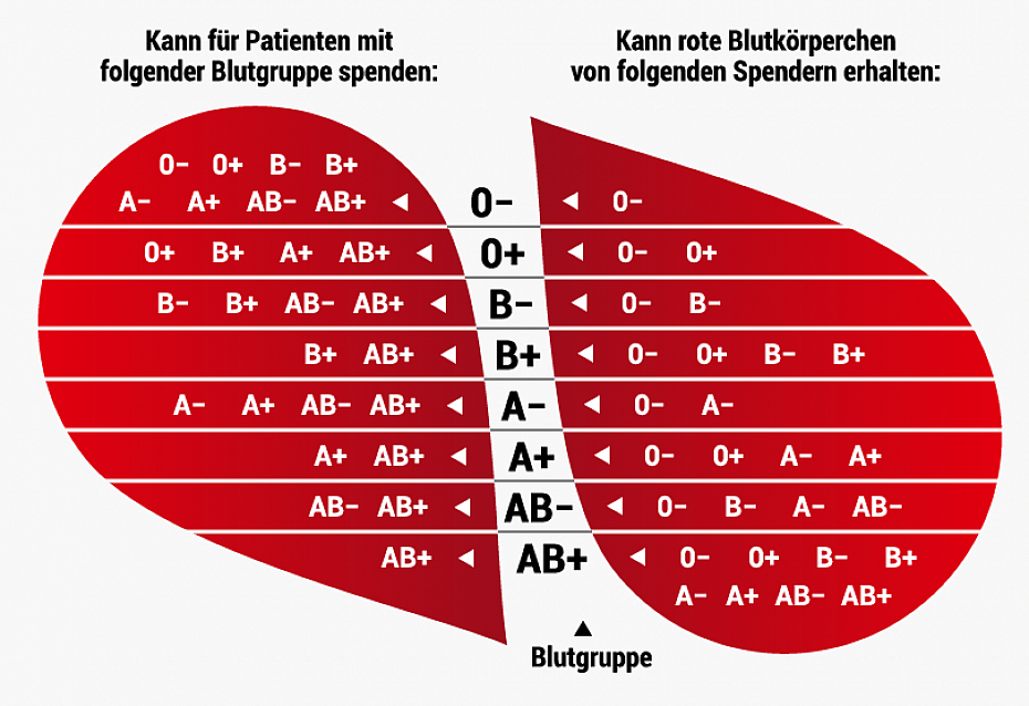 Tabelle zur Kompatibilität der Blutgruppen
