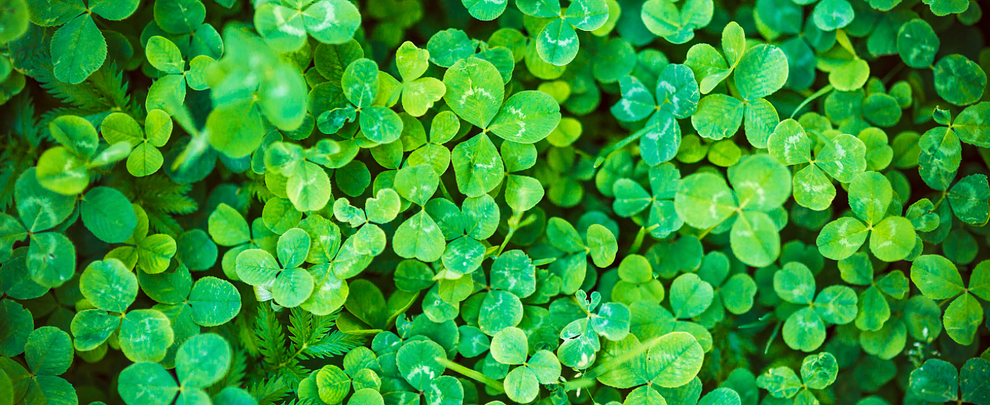 Foto von Kleeblättern